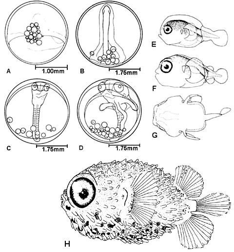 Developmental stages of the Diodon holocanthus (Balloonfish) (A) early stage egg, (B) blastopore closure, (C) middle stage, (D) late stage. Reared larvae of the Diodon holocanthus (Balloonfish) (E) newly hatched larvae 2.0mm, (F) 10-day-old larvae 2.4mm, (G) dorsal view of 10-day-old larvae, pigment omitted. Juvenile Diodon holocanthus (Balloonfish) displaying pelagic spotting. Illustrations courtesy Jeffrey M. Leis, Fishery Bulletin: Vol. 76, No.3, 1978