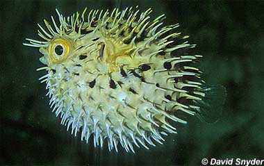 Porcupinefish. Photo © David Snyder