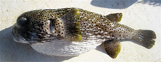 Porcupinefish. Photo © John Soward