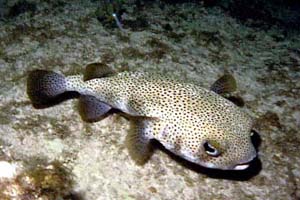 Adult porcupinefish hovering near the bottom. Photo © Bob Klemow