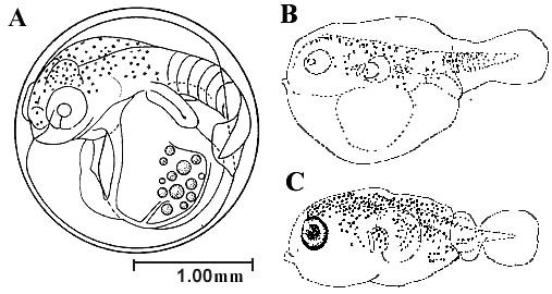 Development of the porcupinefish: (A) Prior to hatching; (B) newly hatched larva; (C) and five day old larva. Image courtesy Jeffrey M. Leis, Fishery Bulletin: Vol. 76, No.3, 1978