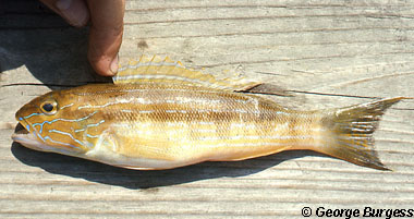 Sand Perch. Photo © George Burgess