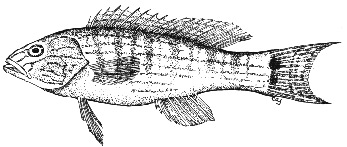 Sand perch. Illustration courtesy NOAA