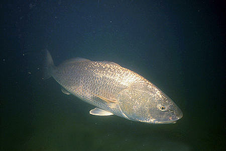 Red drum are among the known predators of sand perch. Photo © Doug Perrine