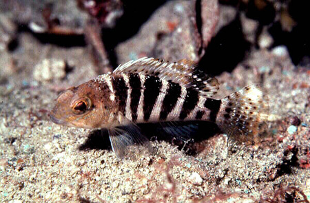 Sea bass are among the prey items of sand perch. Photo © Doug Snyder