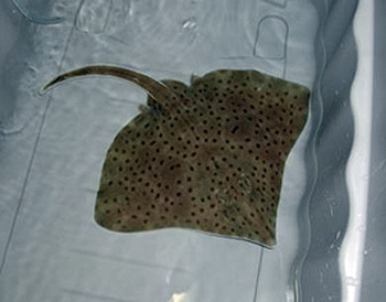 Barndoor skate