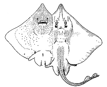 Barndoor skate: ventral and dorsal views. Image courtesy Bigelow and Schroeder (1948) FNWA