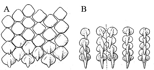 Barndoor skate dentition: A. Upper teeth from center of a jaw from a female, B. Teeth from center of jaw from a male. Image courtesy Bigelow and Schroeder (1948) FNWA