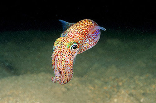 Barndoor skates feed on a variety of prey including squid. Photo © Doug Perrine