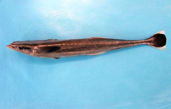Sharksucker. Photo © George Burgess