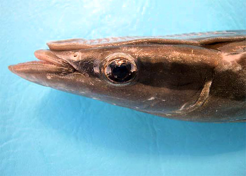 Close-up of sharksucker head: note the lower jaw projecting far beyond the upper jaw. Photo © George Burgess