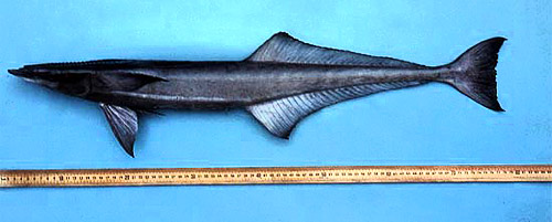 The maximum size of the sharksucker is 43.3 inches. Photo © George Burgess