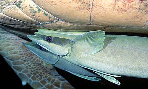 Sharksuckers attached to a sea turtle. Photo © Doug Perrine