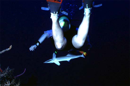 Sharksuckers are known to follow divers and attack to divers' legs. Photo © George Ryschkewitsch