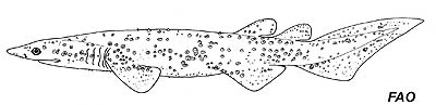 Bramble shark. Image courtesy FAO