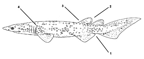 Bramble shark (Echinorhinus brucus). Illustration courtesy FAO, Species Identification and Biodata