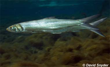 Ladyfish. Photo © David Snyder