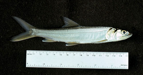 Ladyfish are silvery blue to greenish with silver sides. Photo © George Burgess