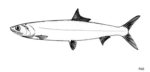 Ladyfish grow to a length of 3 feet. Image courtesy FAO