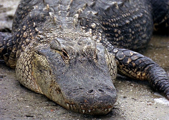 Alligators are among the predators of ladyfish. Photo courtesy NASA