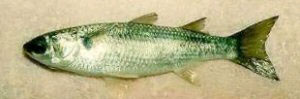 Adult ladyfish prey on small bony fishes including species of mullet. Photo courtesy NOAA