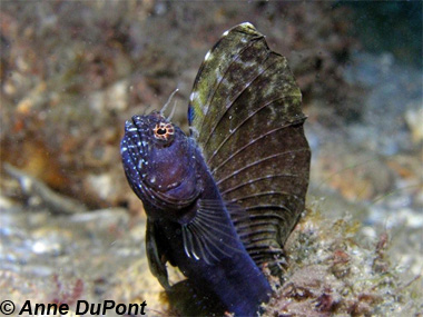 Sailfin blenny. Photo © Anne DuPont