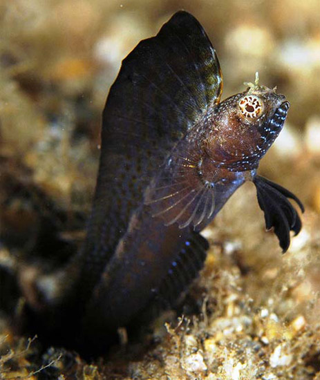 Sailfin blenny. Photo © Kirk Kilfoyle