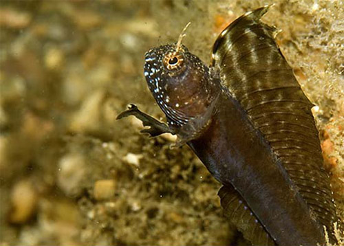 Sexually dimorphic coloration in the sailfin blenny: Male coloration. Photo © David Snyder