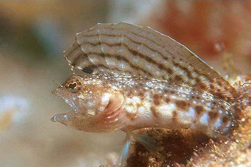 Sexually dimorphic coloration in the sailfin blenny: 1) Male coloration: Female coloration. Photo © Keri Wilk