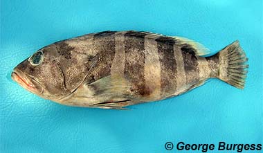 Banded Grouper. Photo © George Burgess