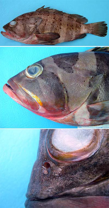 Banded grouper diagnostic characteristics. Photo © George Burgess