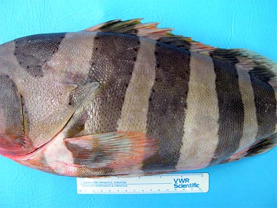 Banded grouper are pale gray to brown in color with darker vertical bands on the body. Photo © George Burgess
