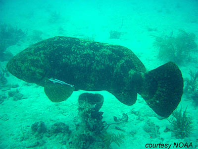 Goliath Grouper. Photo courtesy NOAA