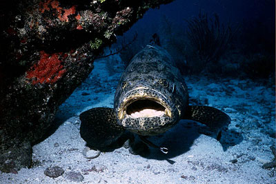 Coral bottoms are a preferred habitat of the goliath grouper. Photo © Don DeMaria