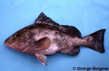 Red grouper. Photo © George Burgess