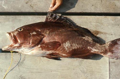 Red grouper. Photo © George Burgess