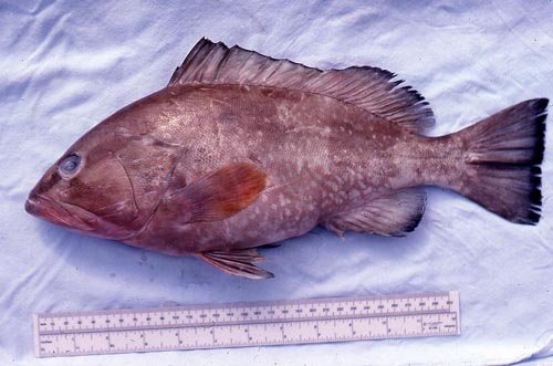 Red groupers are dark reddish brown in color with light blotches on the body. Photo © George Burgess