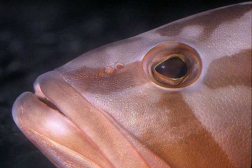 Red groupers are often kept as residents in public aquarium facilities. Photo © Keri Wilk