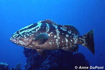 Nassau Grouper. Photo © Anne DuPont