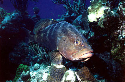 Nassau grouper residing among the corals. Photo © Don DeMaria