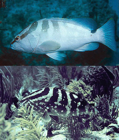 Coloration of the Nassau grouper blends in with its physical environment. Photo © Luis Rocha (top), and courtesy NOAA (bottom).