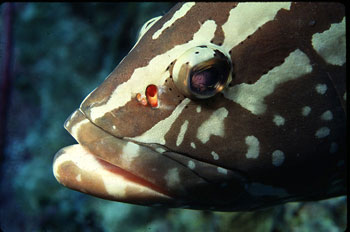 Nassau grouper up-close. Photo © George Ryschkewitsch