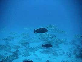 Nassau grouper spawning aggregation. Photo courtesy NOAA