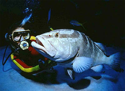 Diver with Nassau grouper. Photo courtesy US Geological Survey