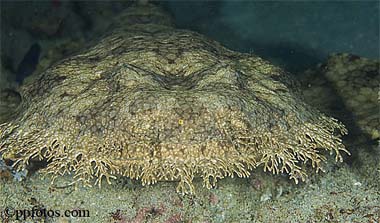 Tasselled wobbegong. Image © Pasquale Pascullo