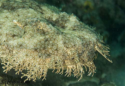 Tasselled wobbegong. Image © Pasquale Pascullo