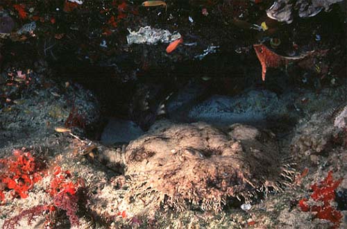 Tasselled wobbegongs use camouflage to help them blend in with their surroundings. Image © Jeremy Stafford-Deitsch