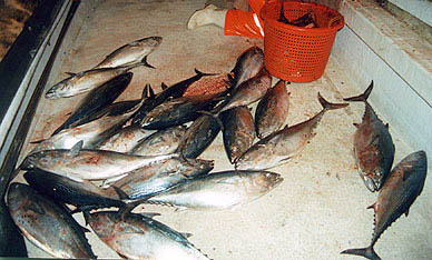 Little tunny are often used for bait when sharkfishing. Photo © Tobey Curtis