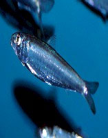 Little tunny feed on herring. Photo courtesy NOAA