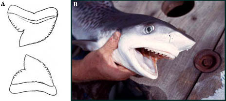 A) Upper and lower teeth of Galeocerdo cuvier, and B) Juvenile tiger shark showing dentition. Illustration courtesy Casey (1964) Bur. Sport Fish. & Wildl Circ. 179 and photo © George Burgess